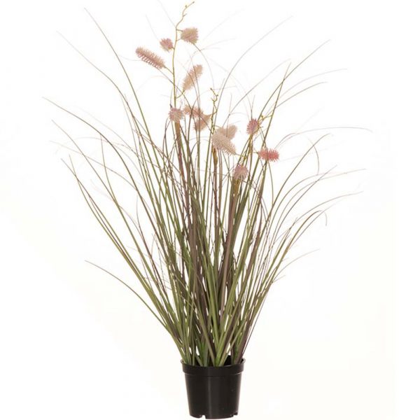 KORISTEHEINÄ 60CM  RUUKUSSA   (12.90)