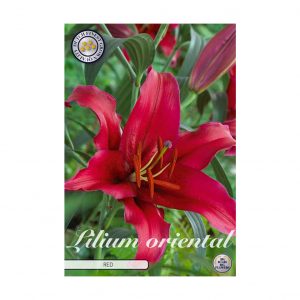 Kukkasipuli Lilja  2kpl Corvara