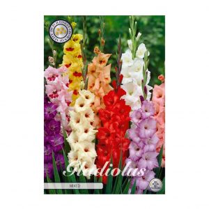 Kukkasipuli 10kpl  Gladiolus Mixed