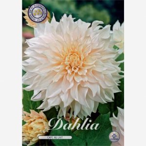 Kukkasipuli 1kpl   Daalia cafe au lait