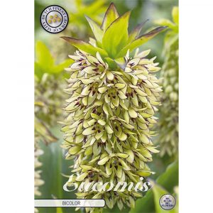 Kukkasipuli 1kpl   Eucomis Bicolor