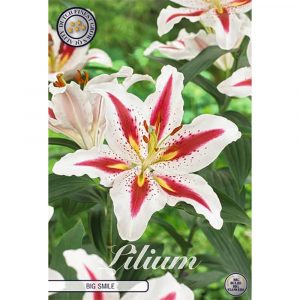 Kukkasipuli 2kpl   Lilja Big Smile