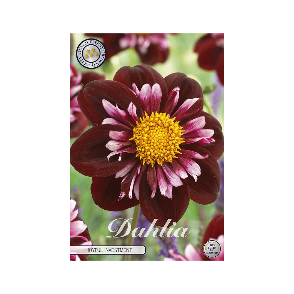 Kukkasipuli Daalia  1kpl Joyfull