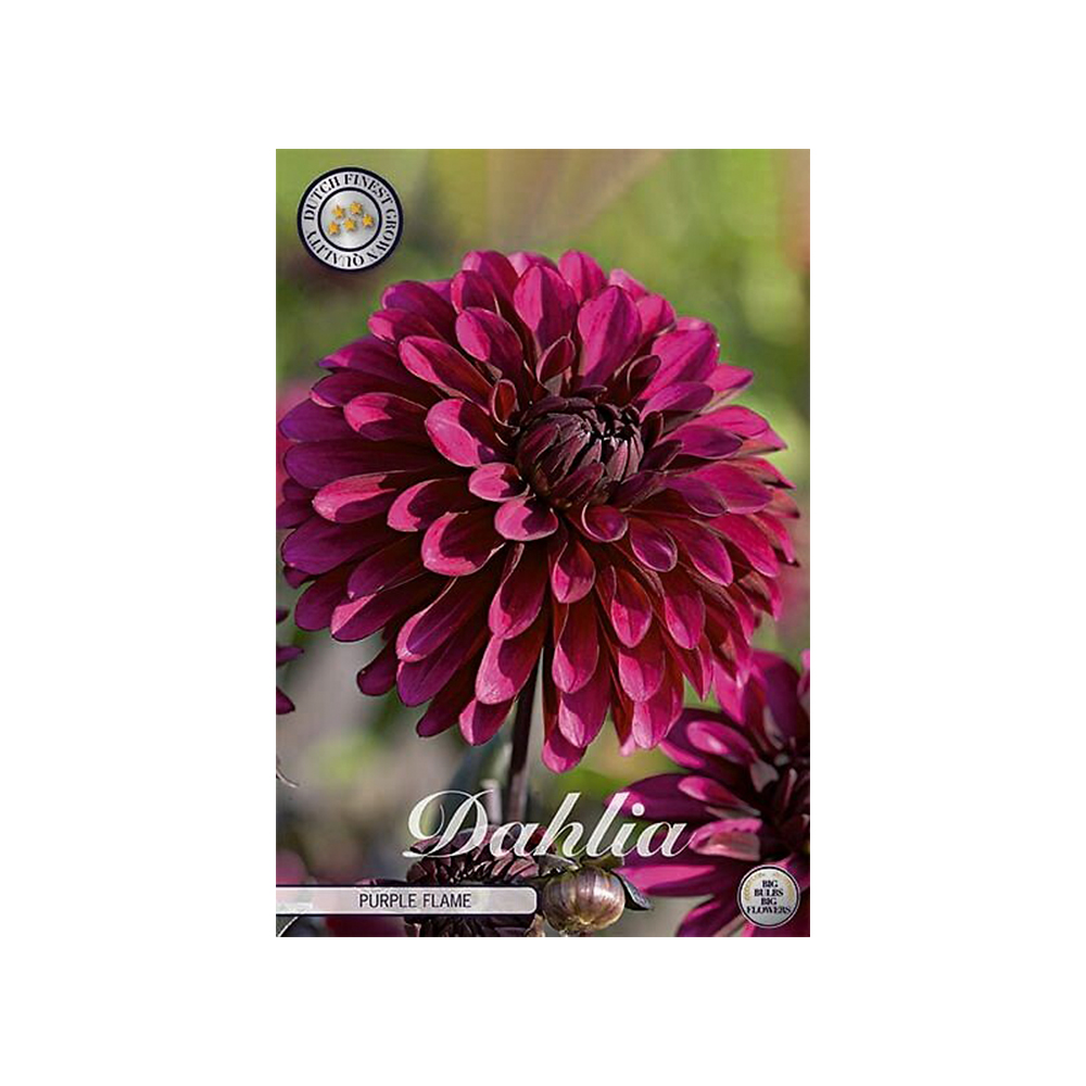 Kukkasipuli 1kpl   Daalia Purple Flame