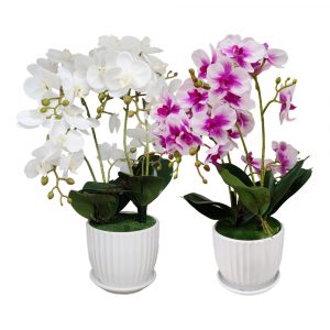 Orkidea ruukussa   45cm