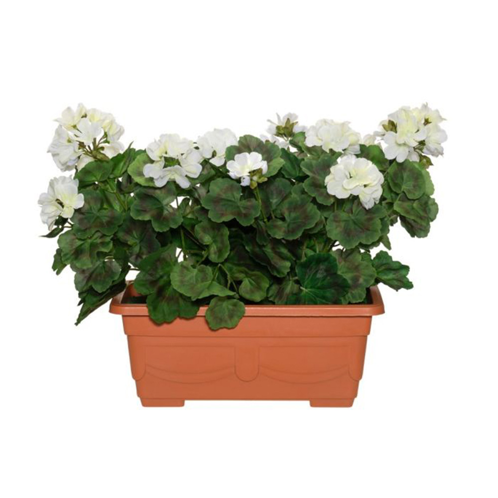 PELARGONIA PARVEKE-RUUKUSSA VALKOINEN PELARGONIA PARVEKE-RUUKUSSA VALKOINEN