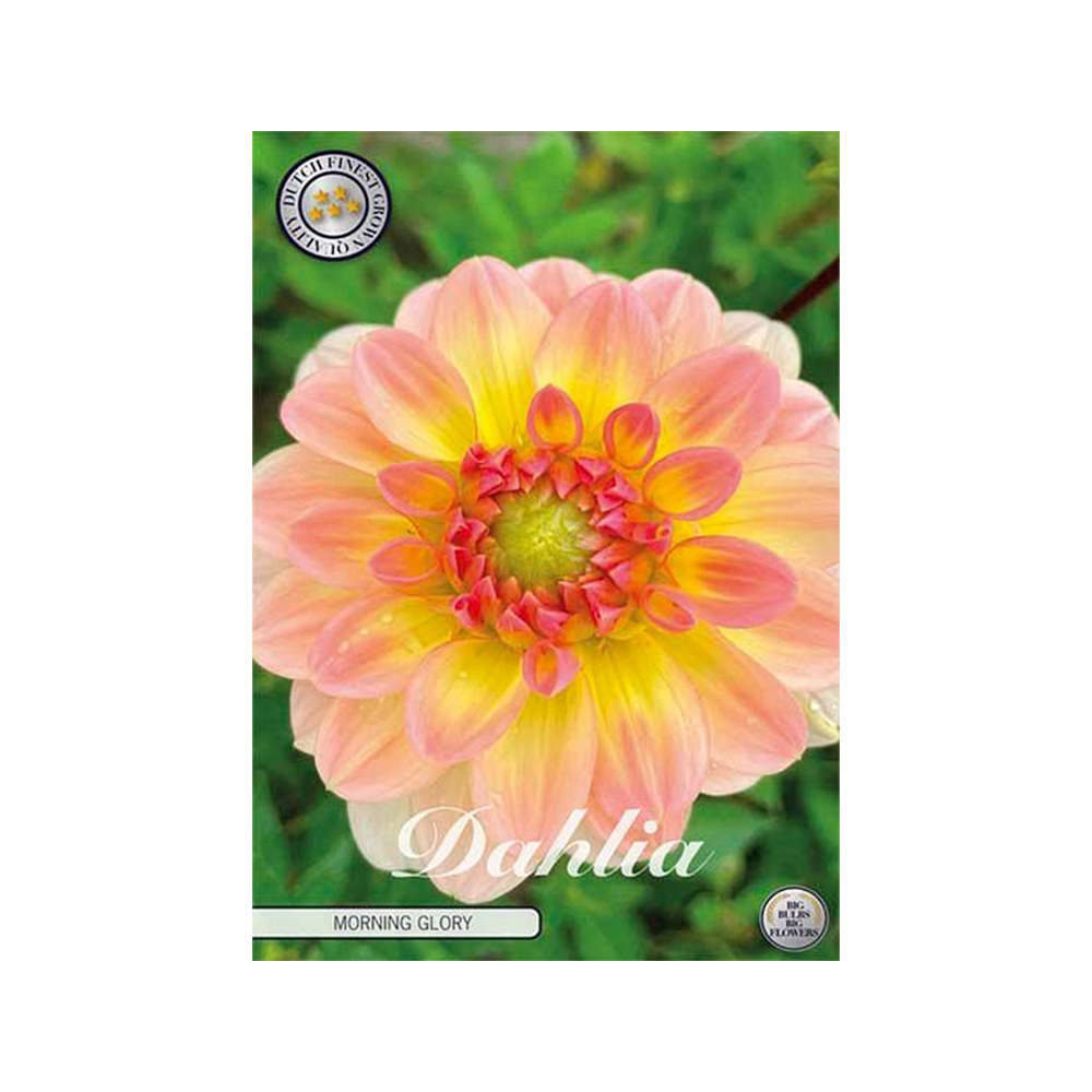 Kukkasipuli 1kpl   Daalia MorningGlory