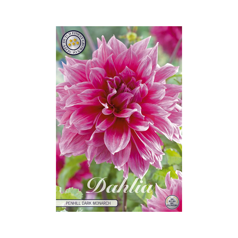 Kukkasipuli 1kpl   Daalia penhill dark