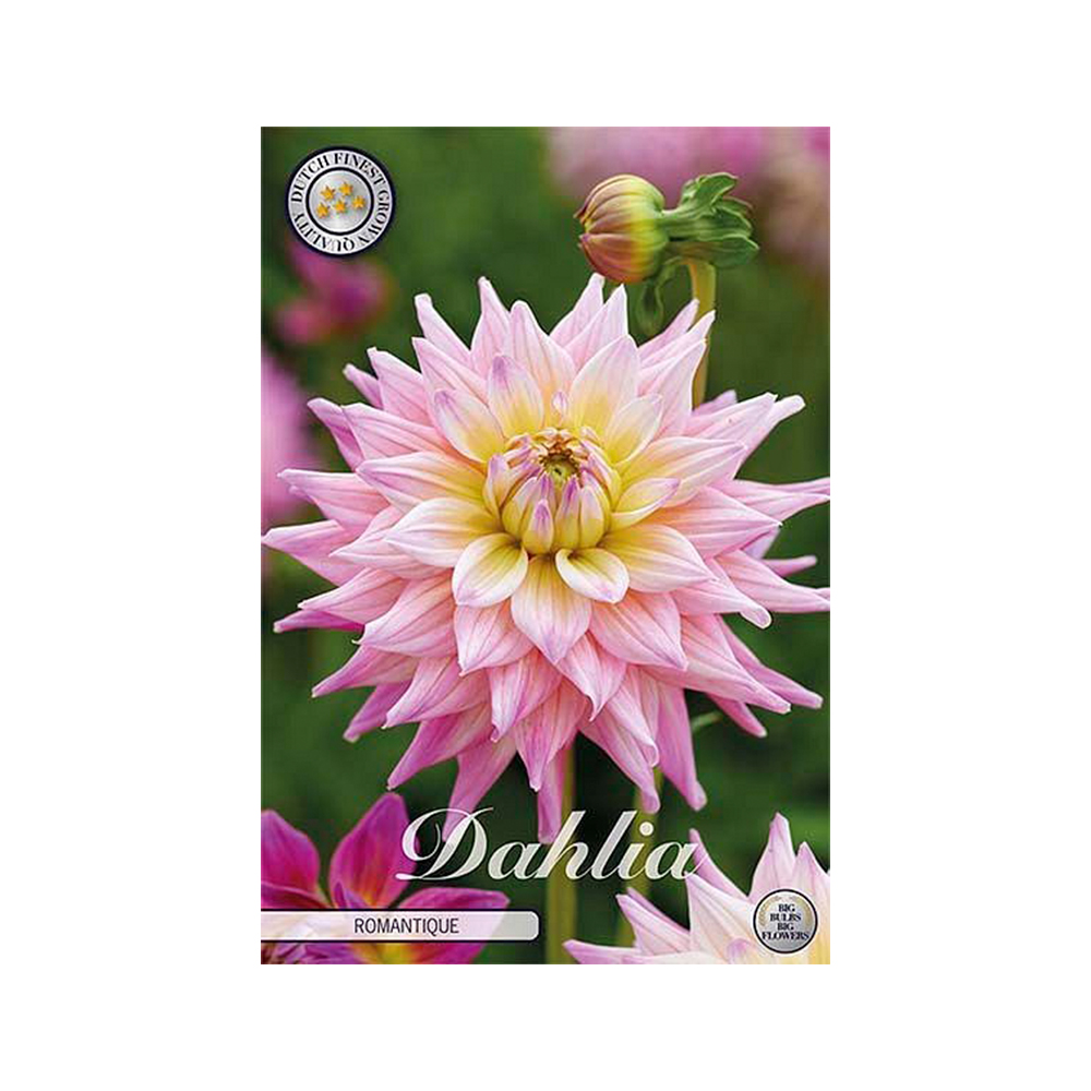 Kukkasipuli 1kpl   Daalia Romantique