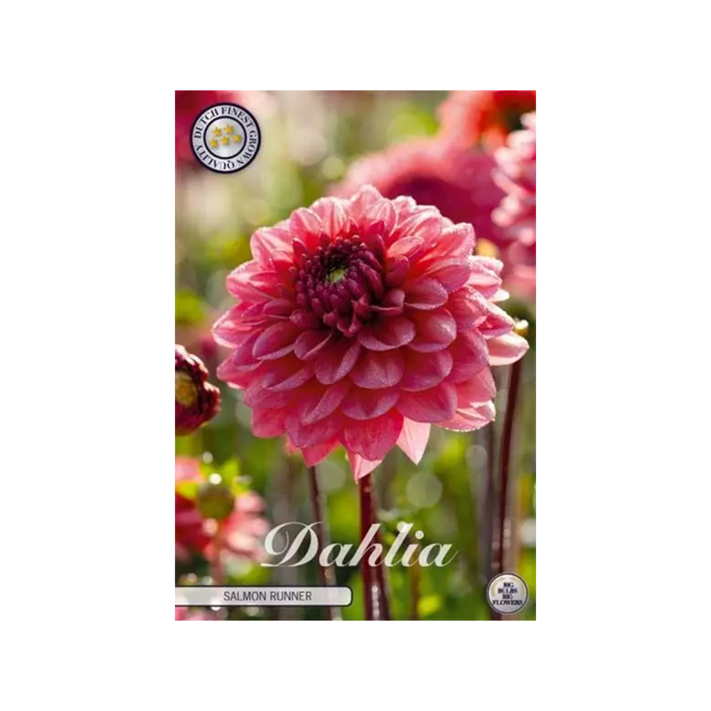 Kukkasipuli 1kpl   Daalia SalmonRunner