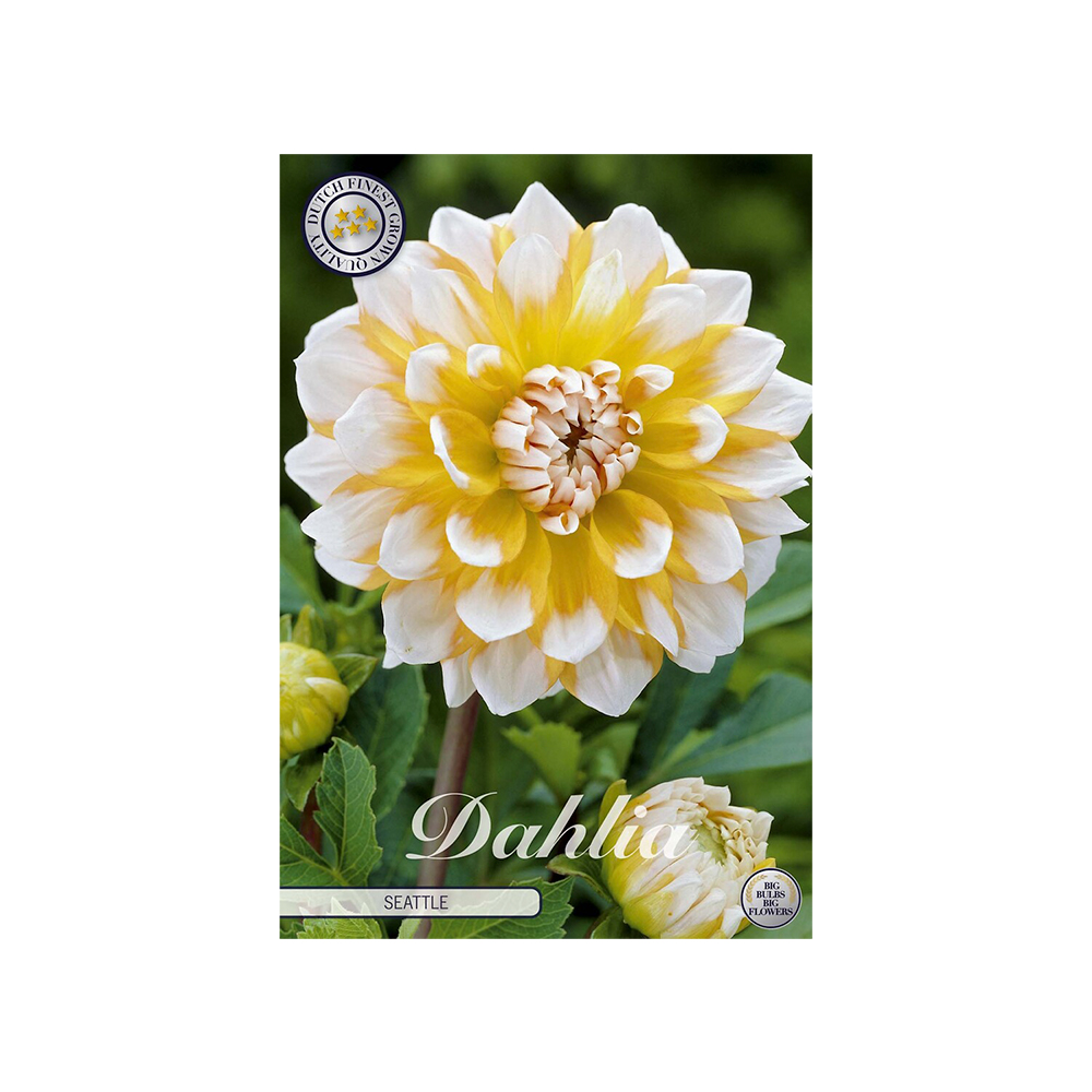 Kukkasipuli 1kpl   Daalia Seattle