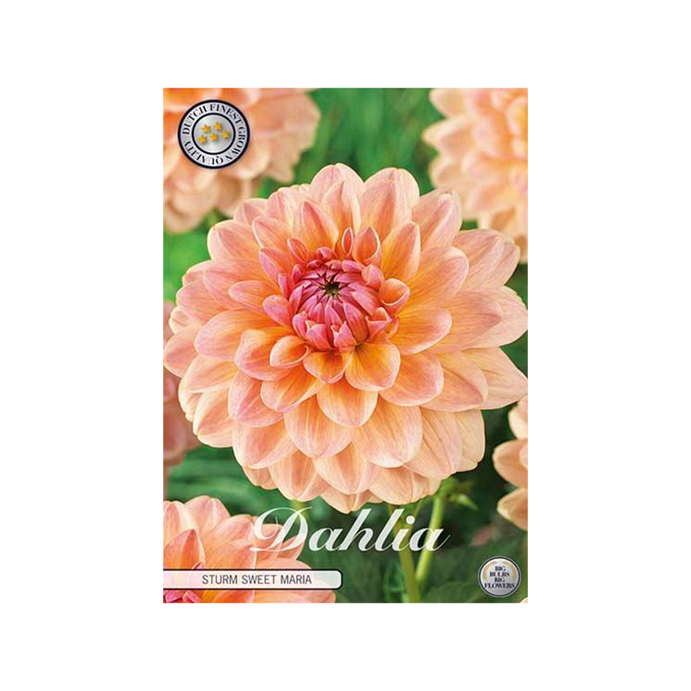 Kukkasipuli 1kpl   Daalia sturm sweet