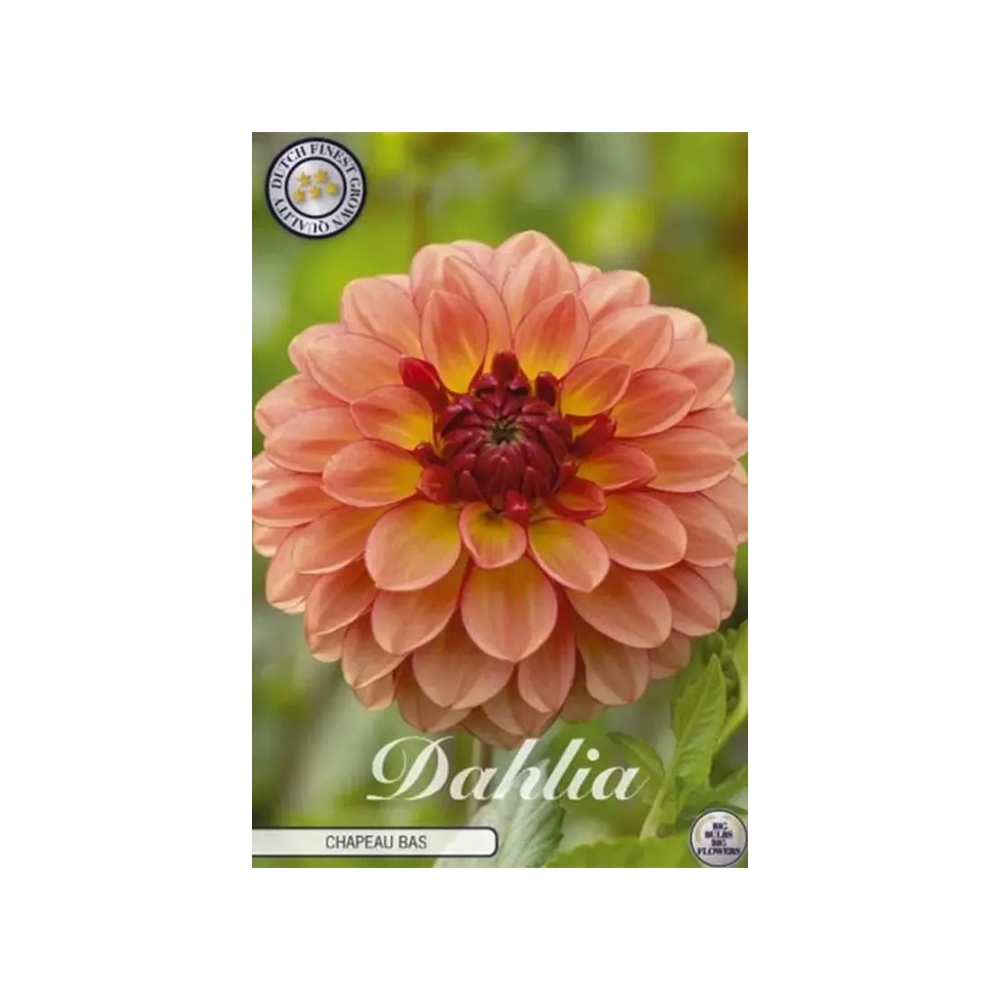 Kukkasipuli 1kpl   Daalia Chapeau Bas