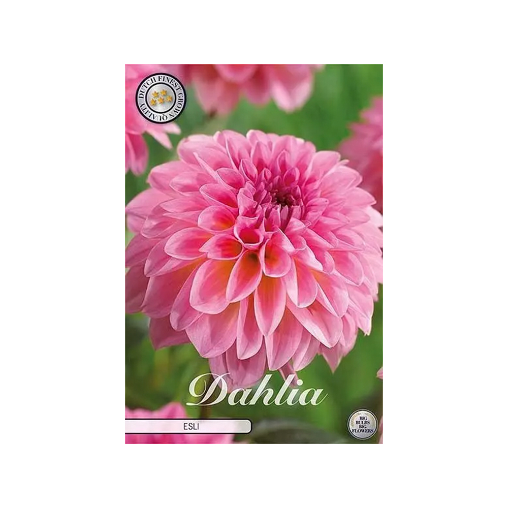 Kukkasipuli 1kpl   Daalia Esli