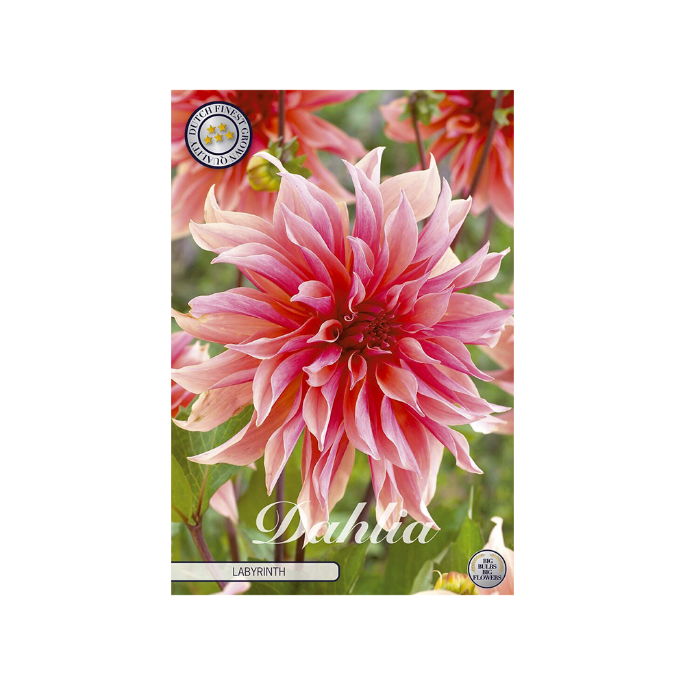 Kukkasipuli 1kpl   Daalia Labyrinth