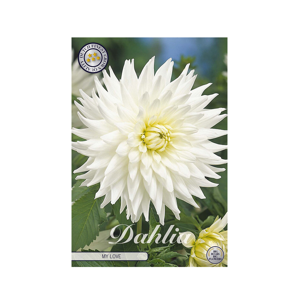 Kukkasipuli 1kpl   Daalia My Love