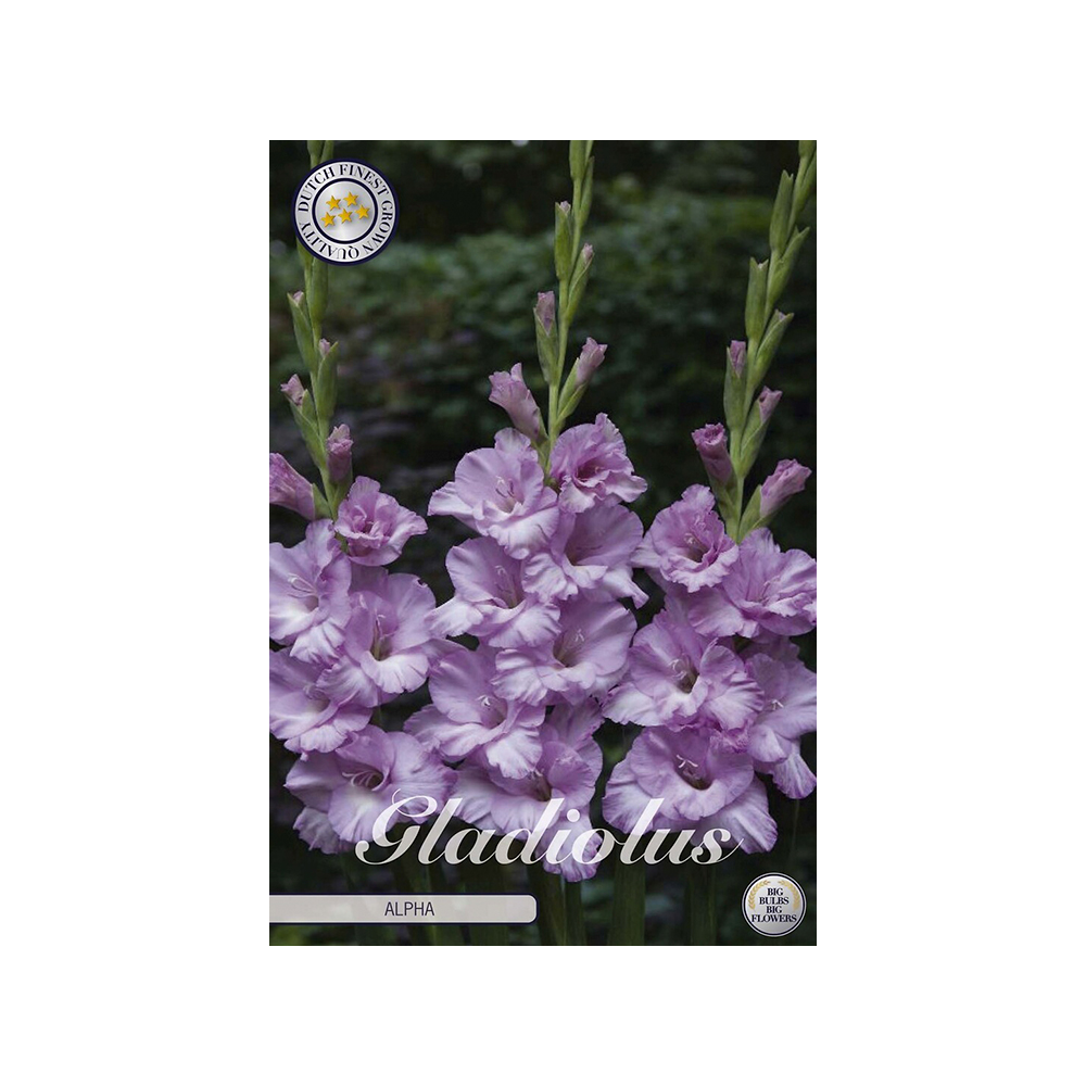 Kukkasipuli 10kpl  Gladiolus Alpha