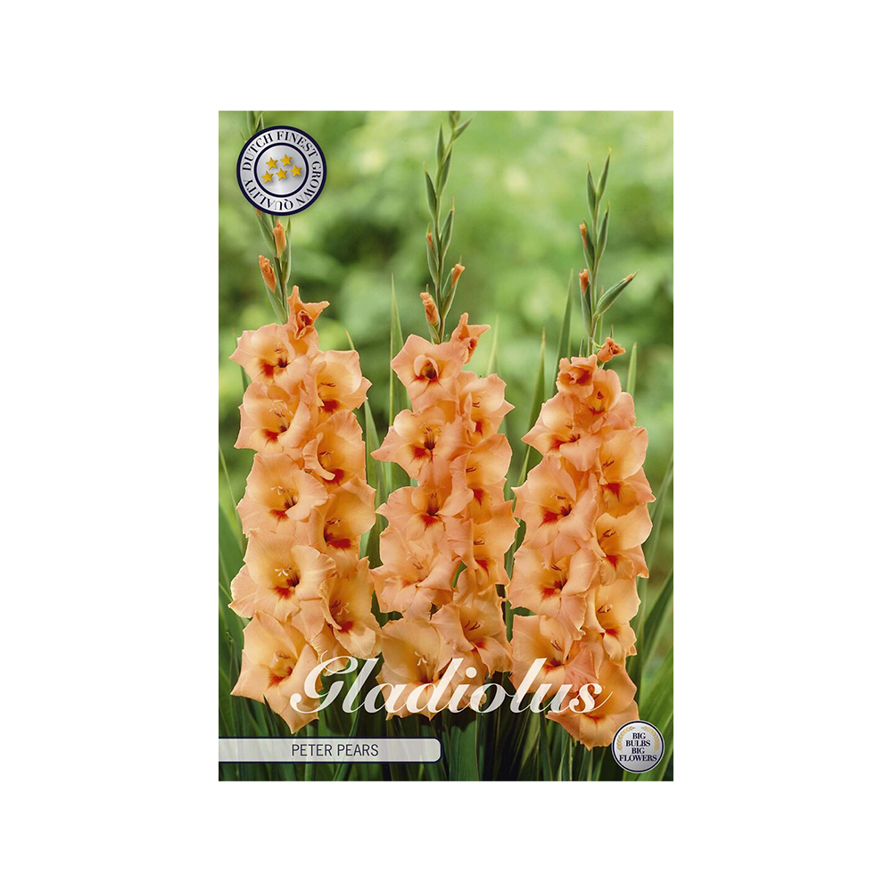 Kukkasipuli 10kpl  Gladiolus Peter
