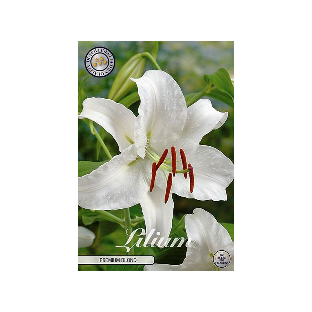 Kukkasipuli 2kpl   Lilja Premium Blond