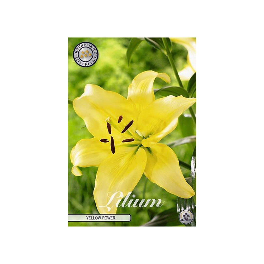 Kukkasipuli 2kpl   Lilja Yellow Power