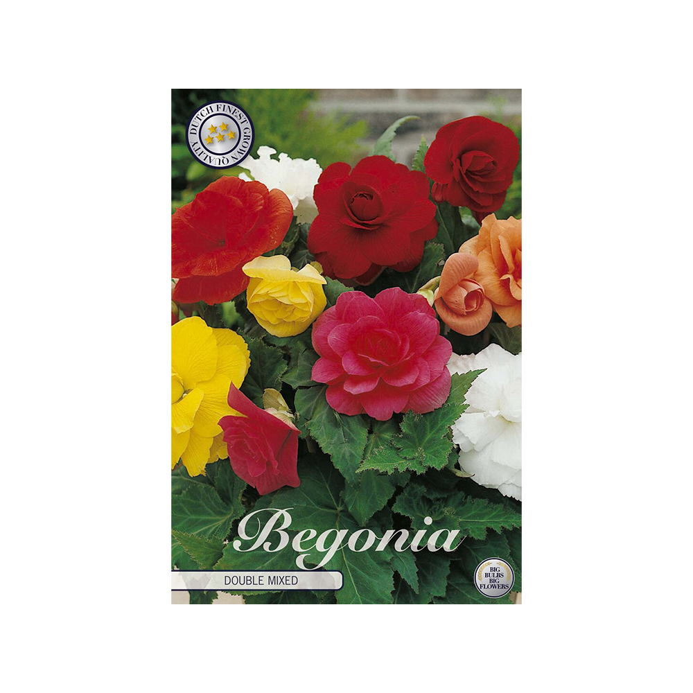 Kukkasipuli 3kpl   Begonia DoubleMixed