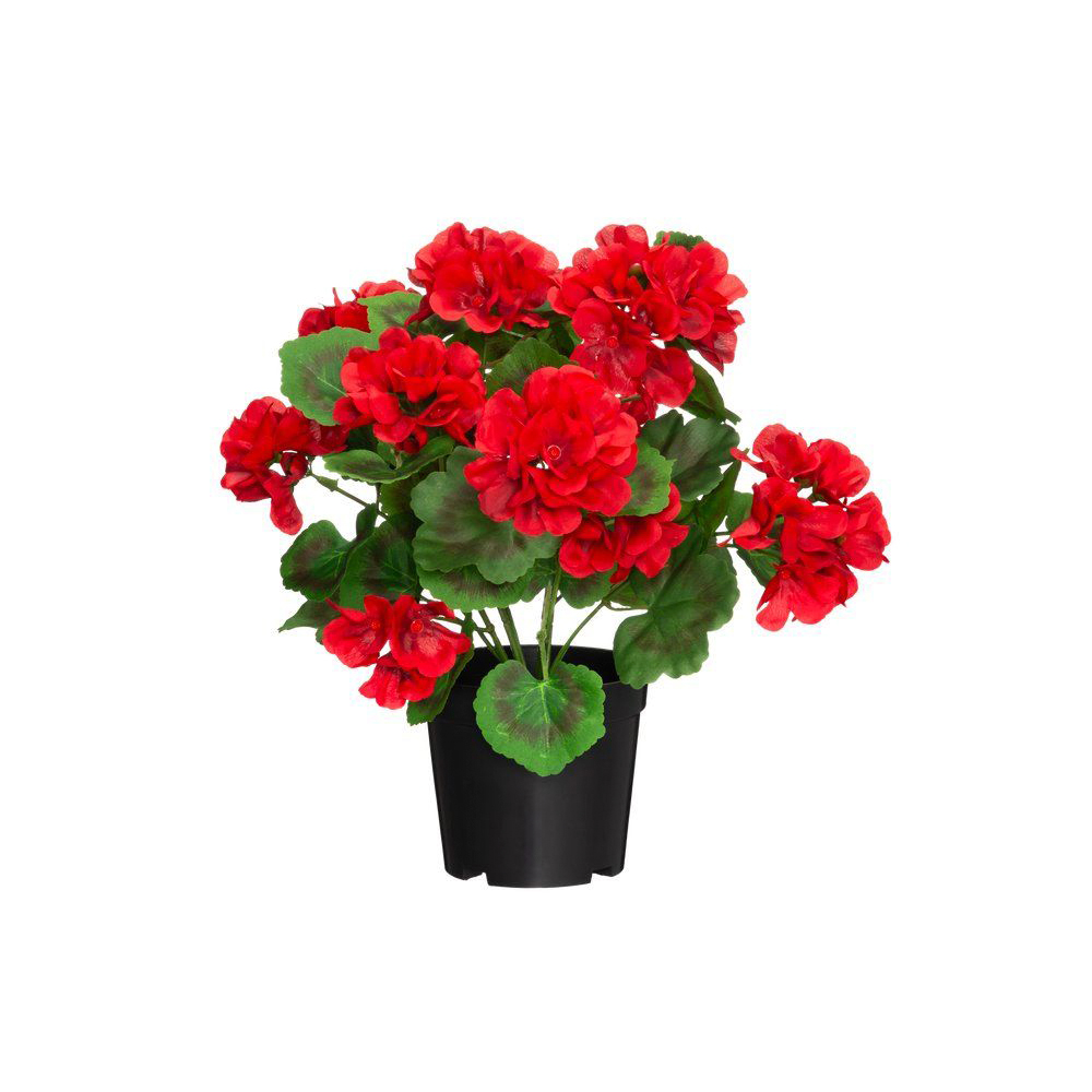 Pelargonia 33cm    ruukussa